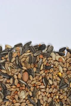 Bird Seed Bottom Border Stock Photos