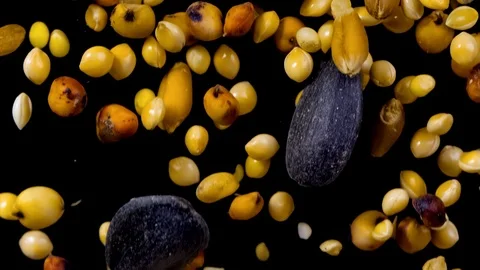 Bird Seed Falling Over Black Background Slow Motion 1500fps Stock Footage 119867158