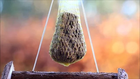 Bird seed for wild birds, feeding place Stock Footage