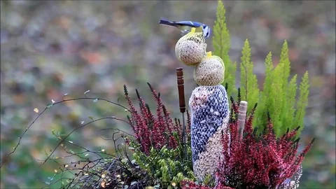 Bird seed for wild birds in a flower pot Stock Footage
