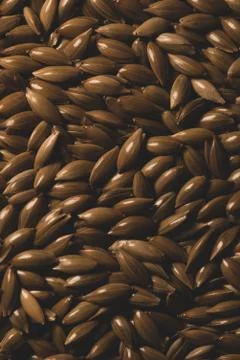 Bird seeds, Macro close up Stock Photos