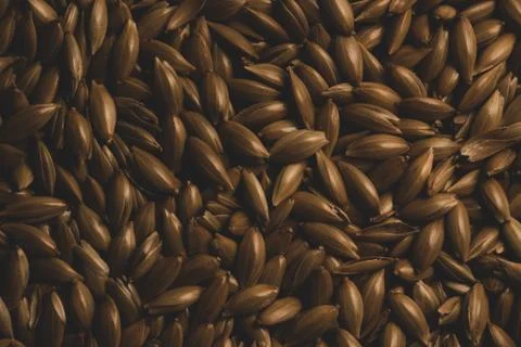 Bird seeds, Macro close up Stock Photos