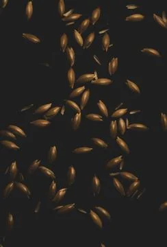 Bird seeds, Macro close up Foto stock
