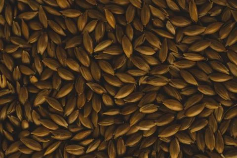 Bird seeds, Macro close up Stock Photos