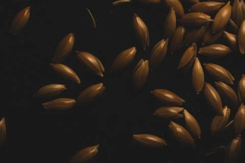 Bird seeds, Macro close up Stock Photos