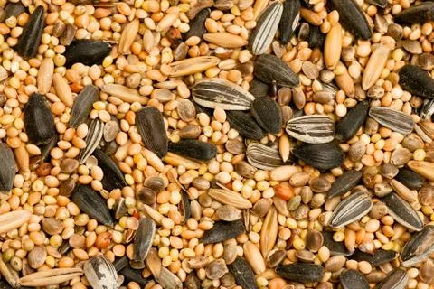 Bird seeds Stock Photos