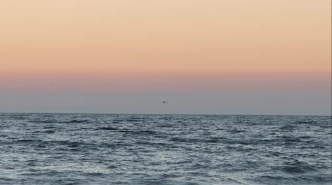 Bird seen from boat Stock Footage 48867659