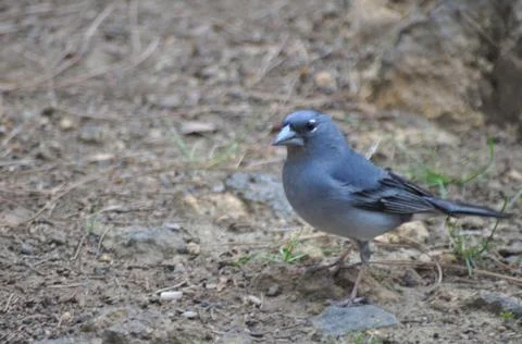 The bird that sees everything Stock Photos