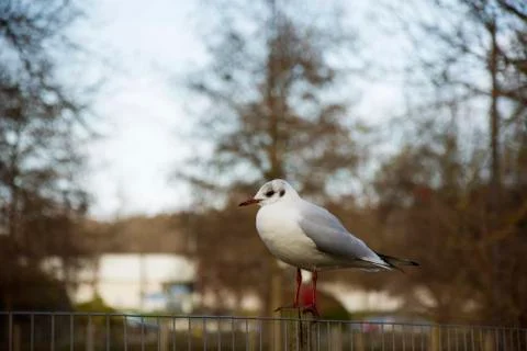 Bird with selective focus and cold colours Stock Photos