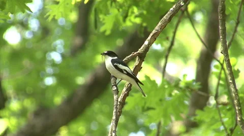 Bird Semi-collared Flycatcher perching and singing on a tree branch in forest Stockbeeldmateriaal 45200976