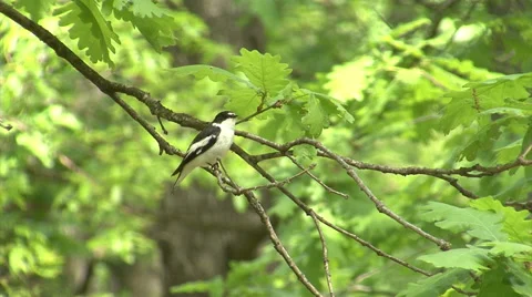 Bird Semi-collared Flycatcher perching and singing on a tree branch in forest Video stock 45201034