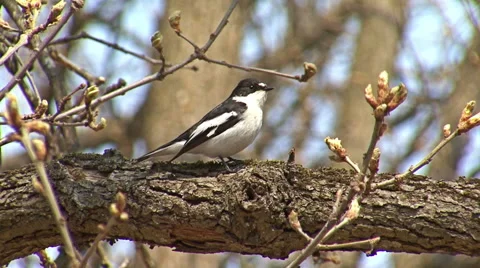 Bird Semi-collared Flycatcher perching and singing on a tree branch in forest Vídeo Stock 45201117
