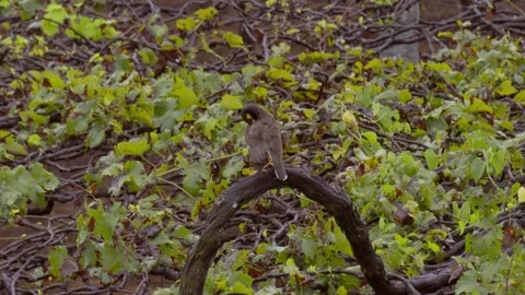 Bird is setting on he top of Grape tree Grapes plants in farm. Hanging grape Stock Footage 299886777