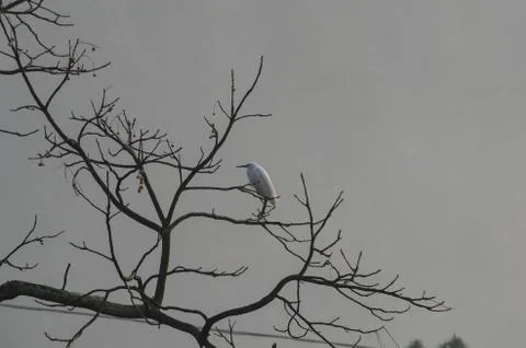 A bird settled on the Bare Trees Stock Photos