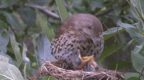Bird settles on nest of chicks Stock Footage 300953