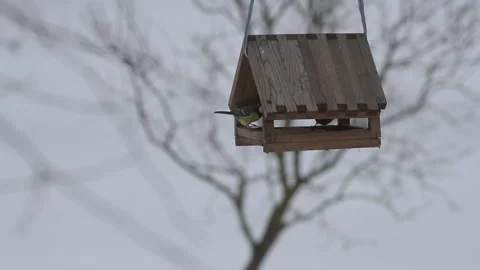 The bird settles next to another bird in the feeder in winter time. Video stock 147456011