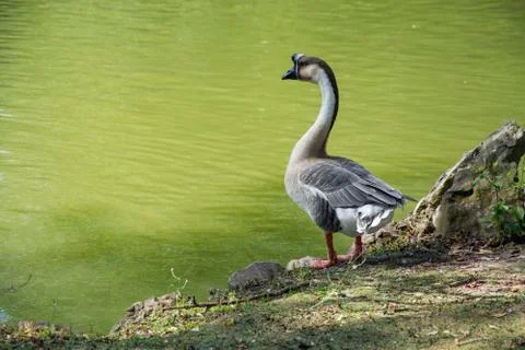 Bird with several colours Stock Photos