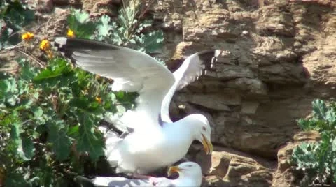 BIRD SEX Stock Footage 10959337