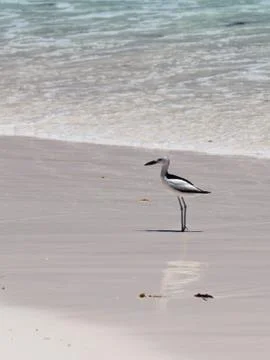 Bird seychelles Stock Photos