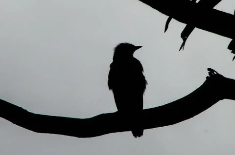 The bird shadow Stock Photos