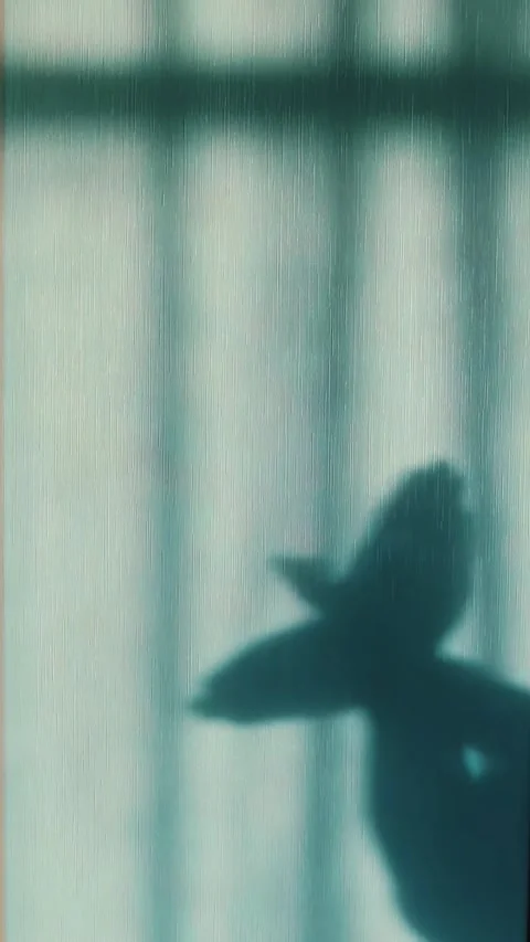 Bird Shadow Puppet Created By Human Hands 스톡 동영상 337636671