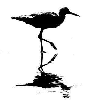 Bird with shadow reflection Fotos de archivo