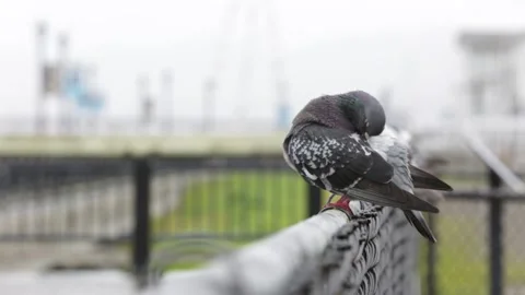 A BIRD Shaking Off Water During a Light RAIN, (HD 24p) Stock Footage 154183930