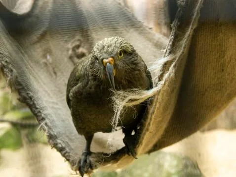 A bird with a sharp beak sits on a hammock. Stock Photos