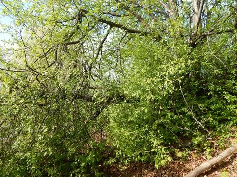 Bird Сherry Tree Has Spread Its Branches Foto stock
