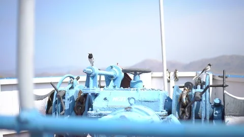 A bird on a ship Видео 94585212