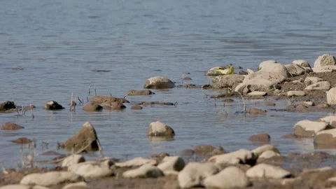 The bird shook its feathers by the stream Stock Footage 241587423