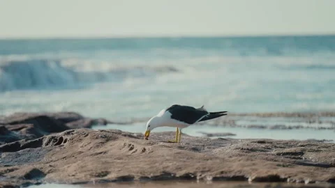 Bird on the shore 库存影片 200313370