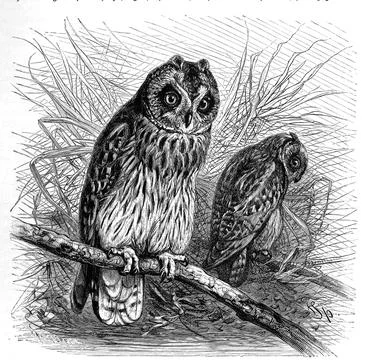 Bird Short eared Owl Asio flammeus bird species from the owl genus Historical Stock Illustration