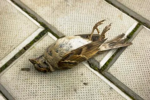 Bird shot down by car. Sparrow on the sidewalk. Stock Photos
