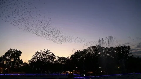 Bird show time lapse, Konya Stock Footage 108449010