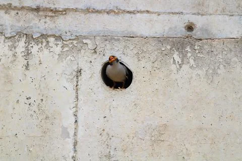 A bird showing unique behaviour, chirping, while sitting in a wall hole. Stock Photos