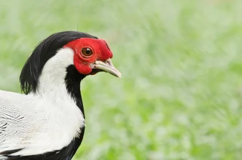 Bird (siamese fireback, diard fireback) Foto stock
