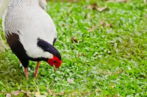 Bird (siamese fireback, diard fireback) Foto stock