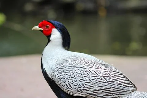 Bird (siamese fireback, diard fireback) Stock Photos