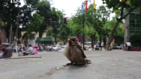 Bird on the sidewalk Stock Footage 69185199