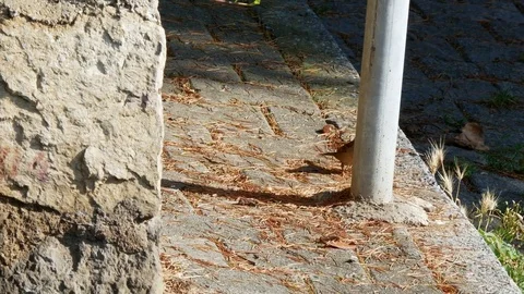 Bird on Sidewalk Stock Footage 83141395