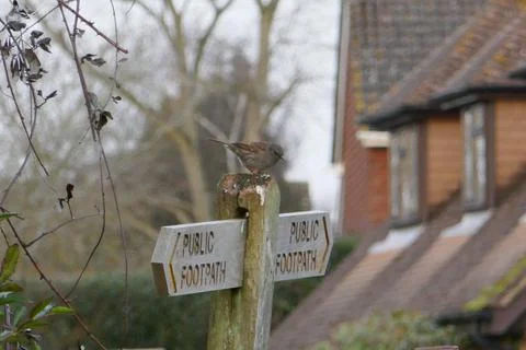 Bird on a signpost Stock Photos