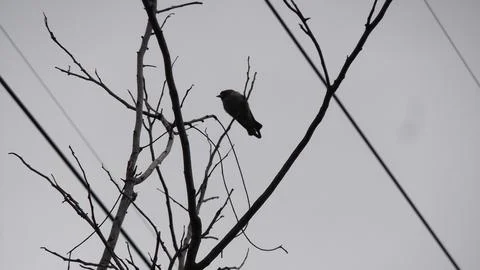 Bird Silhouette on Dry Tree Branches Stock Photos