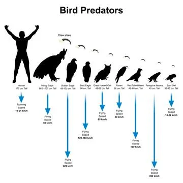 Bird Silhouette. Stock Illustration