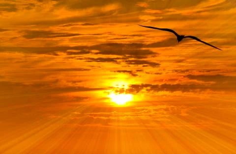 Bird Silhouette Stock Photos