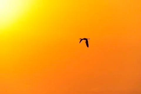 Bird Silhouette Stock Photos