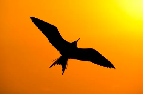Bird Silhouette Stock Photos