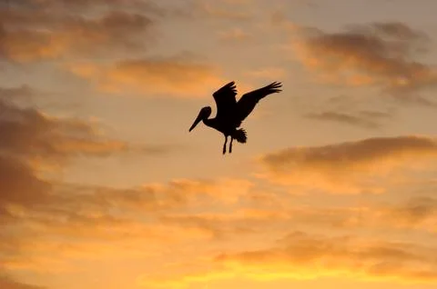 Bird Silhouette Stock Photos