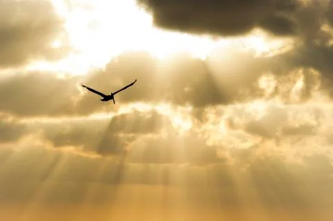 Bird Silhouette Stock Photos