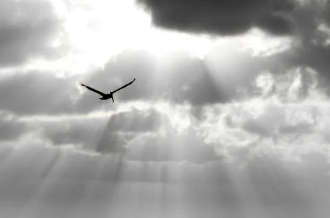 Bird Silhouette Stock Photos